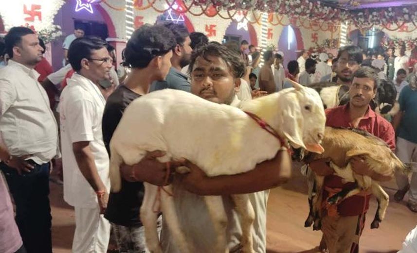 राजदेवीमा १८ वर्षमा २ लाख ५१ हजार ४७९ बोकाबली