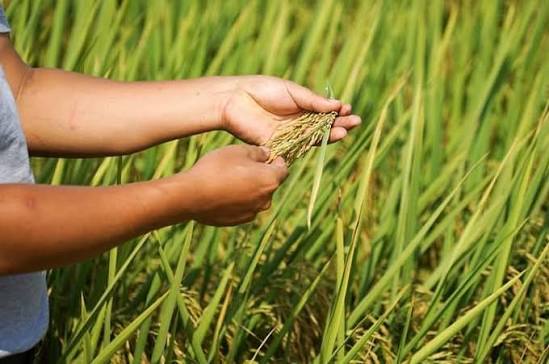 धानबालीमा रोगको प्रकोप, उत्पादन घट्ने चिन्ता